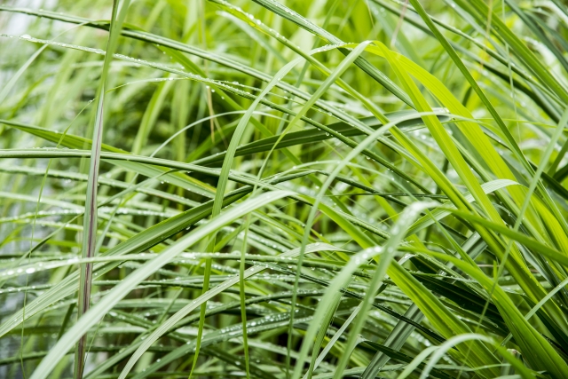 レモングラスの基礎知識と効能 暮らしに役立つアロマ ハーブのご提案 オフィスフリーダム