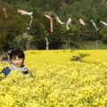 信州飯山菜の花まつり「幸せの黄色い菜の花」に魅せられて