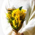 ３月８日国際女性デーに「ミモザ」の花を贈りましょう